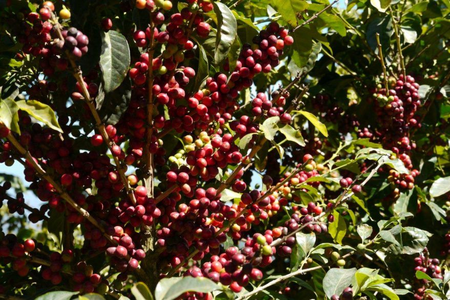 一本のコーヒーの木からの収穫量は、、、 | お知らせ・ブログ