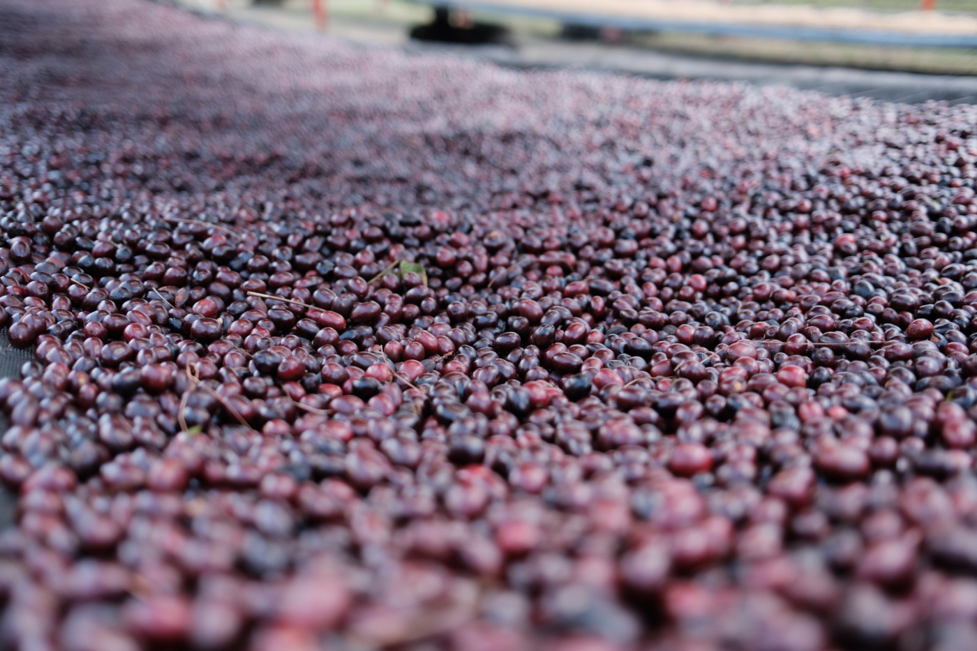 ラ・ベンディシオン – Natural / ニカラグア