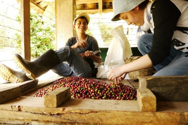 体験としてコーヒー生産国